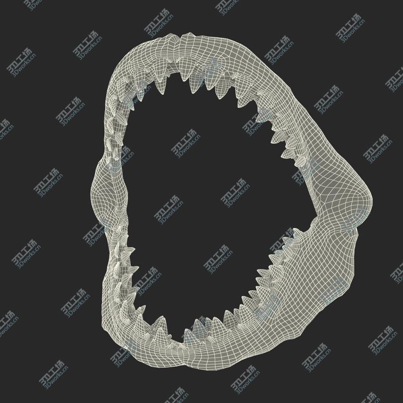 images/goods_img/202104094/3D Great White Shark Jaw Bone/4.jpg